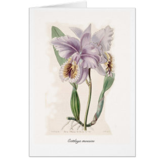 Cattleya mossiae