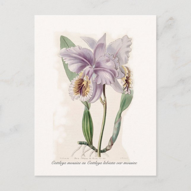 Cattleya mossiae postcard (Front)