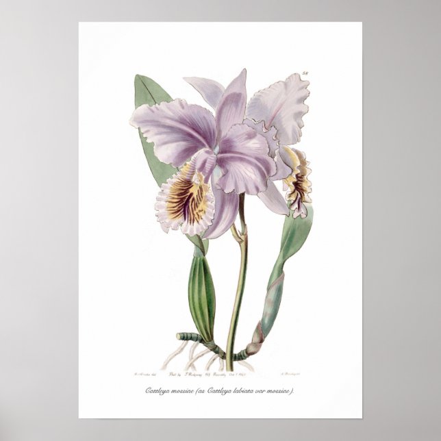 Cattleya mossiae poster (Front)