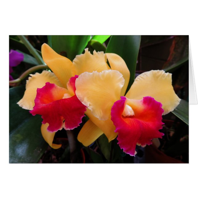 Cattleya Orchid (Front Horizontal)