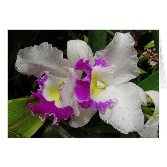 Cattleya Orchid Card