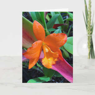 Cattleya Orchid Card