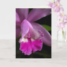 Cattleya Orchid