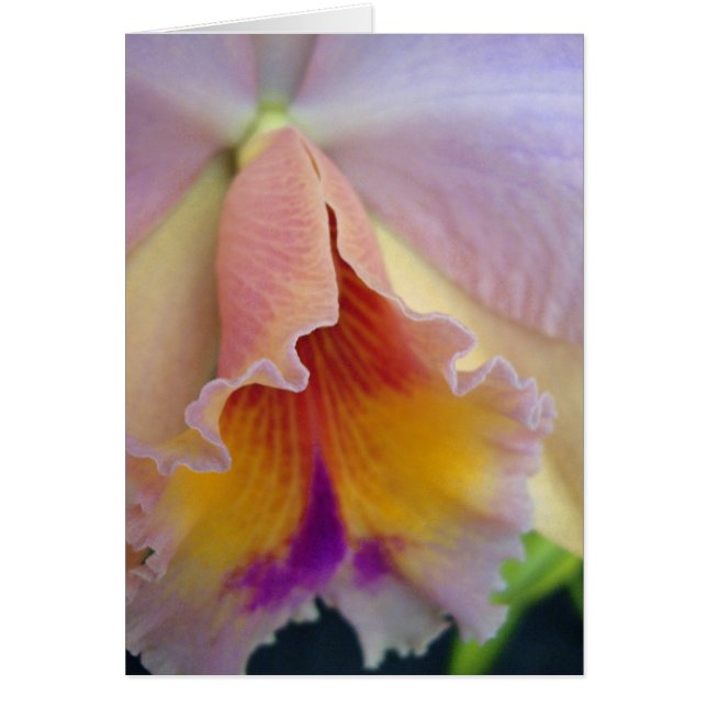 Cattleya Orchid Card (Front)