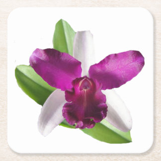 Cattleya Orchid Flower Square Paper Coaster