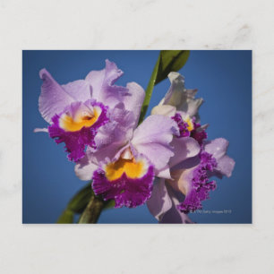 Cattleya Orchid Hybrid With Pacific Ocean Postcard