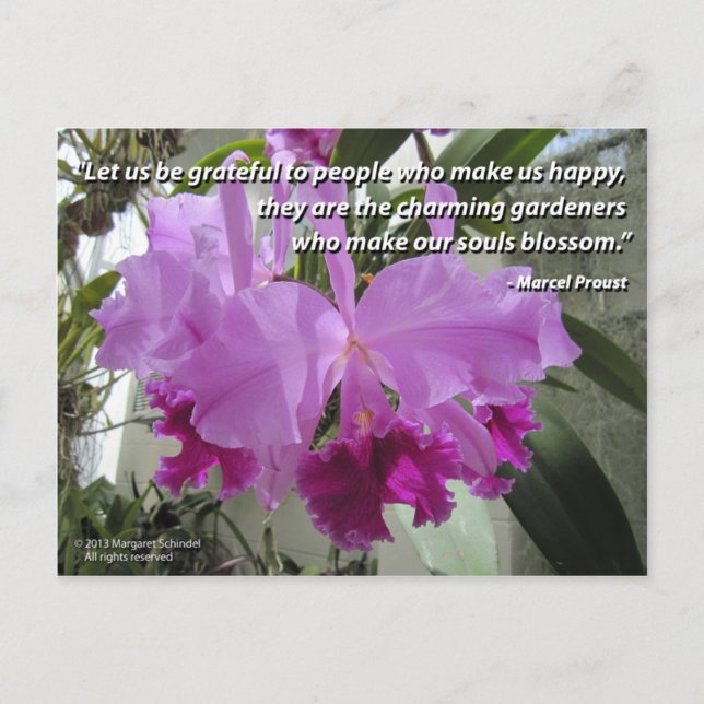 Cattleya Orchid Love and Friendship Postcard (Front)