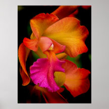 Cattleya Orchid Portrait