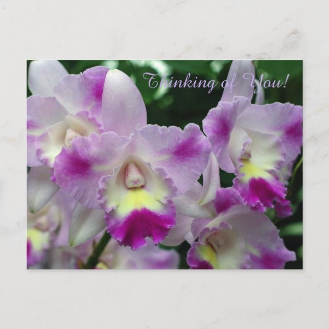 Cattleya Orchid Purple Flowers Postcard (Front)