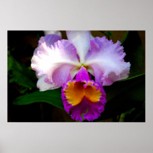Cattleya Orchid - White/Purple/Yellow Poster