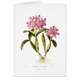 Cattleya skinneri