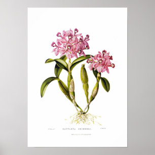 Cattleya skinneri by Augusta Innes Withers. Poster