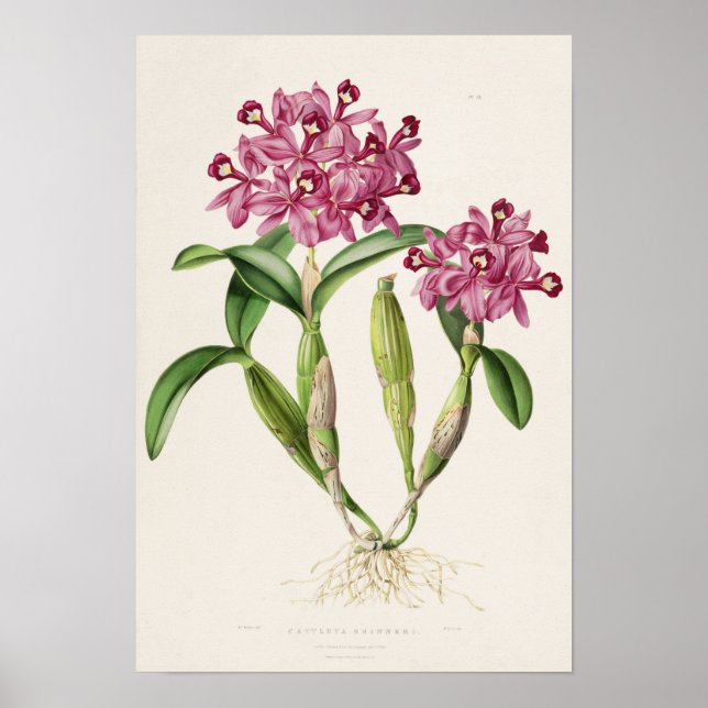 Cattleya skinneri by Bateman Orchid Print (Front)