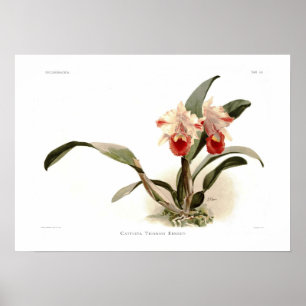 Cattleya trianae ernesti poster