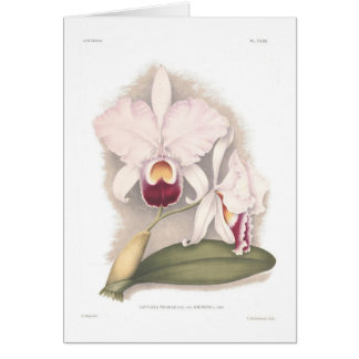 Cattleya trianae var eminens