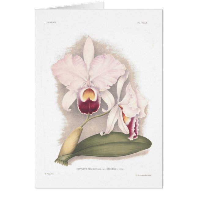 Cattleya trianae var eminens (Front)