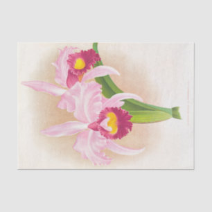 Cattleya Trianae Var Purpurata (Orchid) by Linden Tissue Paper
