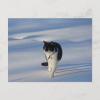 Catwalk CC0093 Postcard
