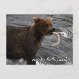 Caught, Brooks Falls Alaska  Postcard