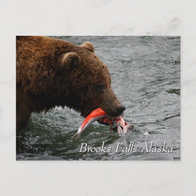 Caught, Brooks Falls Alaska  Postcard (Front)