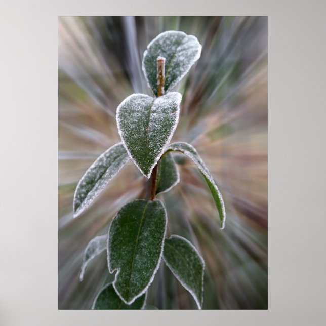 caught by frost poster (Front)