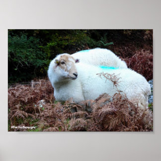 Caught Ewe Looking Poster