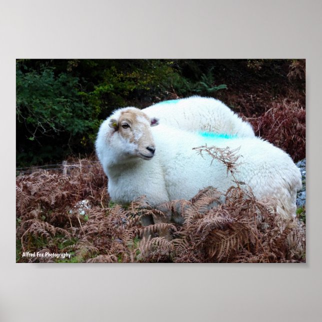 Caught Ewe Looking Poster (Front)