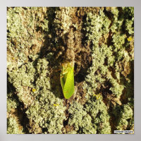 Caught Leafhopper - Poster