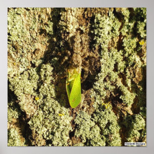 Caught Leafhopper - Poster