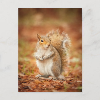Caught Postcard