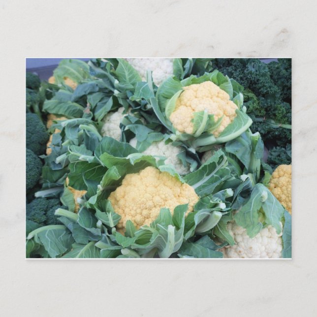 Cauliflower Bundle Postcard (Front)