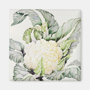 Cauliflower Study 1993 Magnet