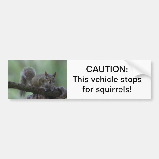 Caution: this vehicle stops for squirrels bumper sticker (Front)