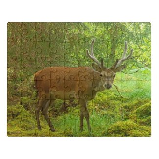 Cautious Red Deer Stag Acrylic Jigsaw Puzzle