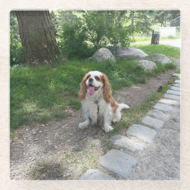 cav sitting glass coaster (Front)