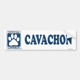 Cavachon Blue Bumper Sticker
