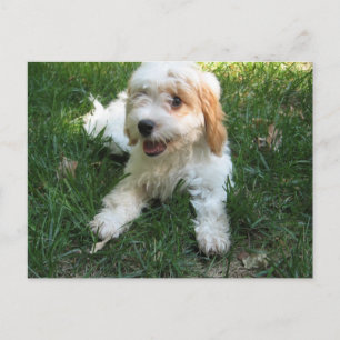 Cavachon Postcard, Add your Dog Photo Postcard