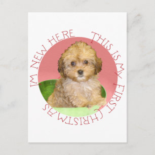 Cavachon Puppy First Christmas Holiday Postcard