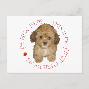 Cavachon Puppy First Christmas Holiday Postcard