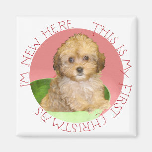 Cavachon Puppy First Christmas Magnet