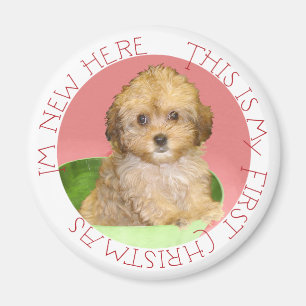 Cavachon Puppy First Christmas Magnet