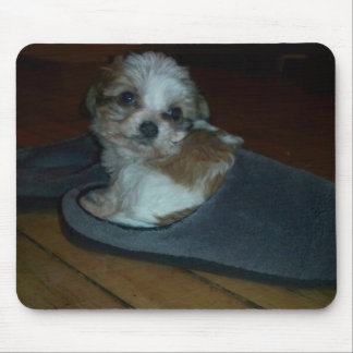 Cavachon puppy in slipper mouse pad