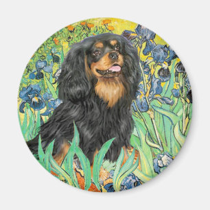 Cavalier (BT) - Irises Magnet