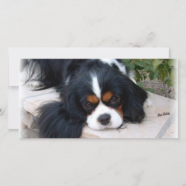 Cavalier King Charles (Front)