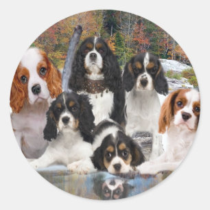 Cavalier King Charles Can't Have Just One gifts Classic Round Sticker