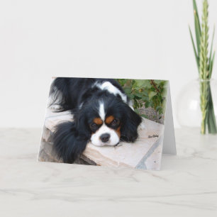 Cavalier King Charles Card