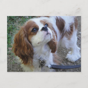Cavalier King Charles cute puppy dog postcard