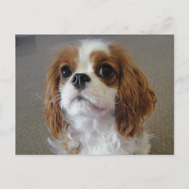 Cavalier King Charles cute puppy dog postcard (Front)
