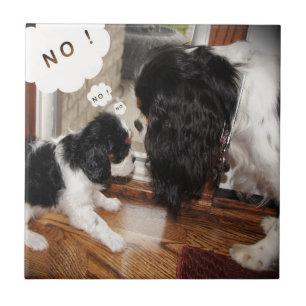 Cavalier King Charles Dad Says No Tile