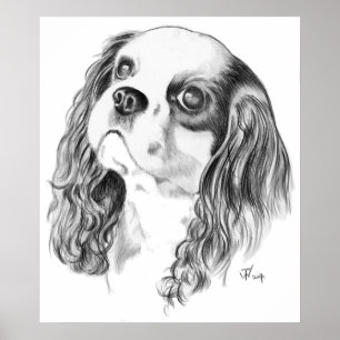 Cavalier King Charles Drawing Poster